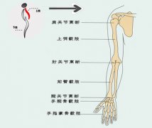 上肢