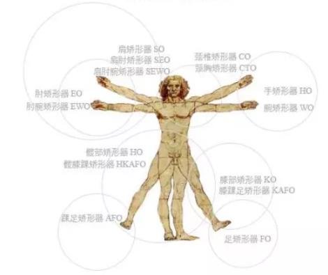 矫形器的基本功能  